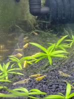 Yellow neon backline garnalen uitgeselecteerd laatste groepj, Kreeft, Krab of Garnaal, Zoetwatervis, Schoolvis