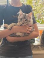 Maine coon kitten, Dieren en Toebehoren, Meerdere dieren