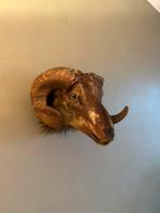 Gave opgezette ram taxidermie, Verzamelen, Ophalen of Verzenden, Gebruikt, Boerderijdier, Opgezet dier