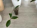 Hoya, Huis en Inrichting, Kamerplanten, Ophalen of Verzenden, Overige soorten, Minder dan 100 cm