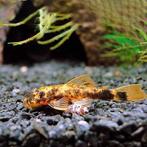 LDA16, Dieren en Toebehoren, Vis, Zoetwatervis