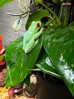 Agalychnis callidryas roodoogmaki kikker, Amfibie, 0 tot 2 jaar