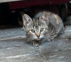 Mooie kittens gratis af tehalen, Kater