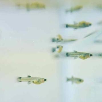 Gratis tropische baby guppen beschikbaar voor biedingen