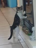 Jong poesje Te koop, Dieren en Toebehoren, Katten en Kittens | Overige Katten, Poes