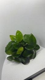 Anubias 'nana' stekken!, Ophalen of Verzenden, Nieuw, Plant(en), Steen of Hout