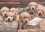 Schitterende golden cocker pups., Dieren en Toebehoren, Golden retriever, Rabiës (hondsdolheid), 8 tot 15 weken, Meerdere