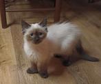 Kruising Ragdoll Main Coon Noorse Boskat, Dieren en Toebehoren, Katten en Kittens | Raskatten | Langhaar, Meerdere dieren
