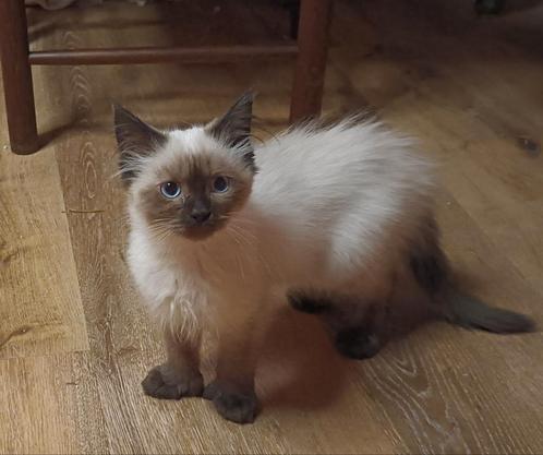 Kruising Ragdoll Main Coon Noorse Boskat, Dieren en Toebehoren, Katten en Kittens | Raskatten | Langhaar, Meerdere dieren
