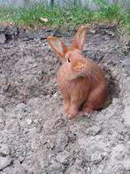 Leuke gecastreerde thrianta ram (1,5 jaar), Dieren en Toebehoren, Konijnen, Mannelijk, Klein, 0 tot 2 jaar