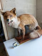 Taxidermie opgezette vos, Verzamelen, Ophalen, Wild dier, Opgezet dier