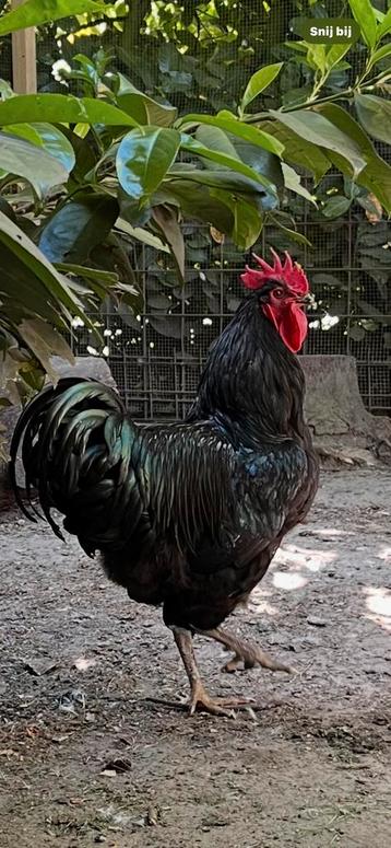 Jersey Giant Haan beschikbaar voor biedingen