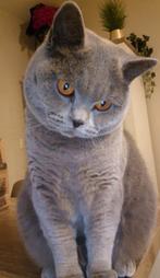 Britse korthaar kater te koop, Dieren en Toebehoren, Kater, Gechipt, 0 tot 2 jaar