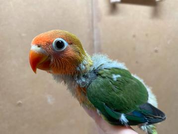 Jonge Agapornis fischeri dwergpapegaai beschikbaar voor biedingen