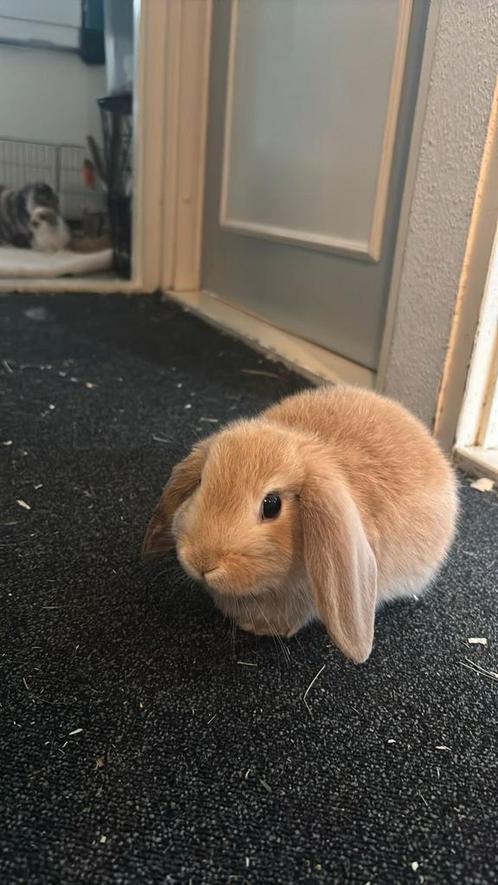 gratis baby konijntje (rammetje), Dieren en Toebehoren, Konijnen, Mannelijk