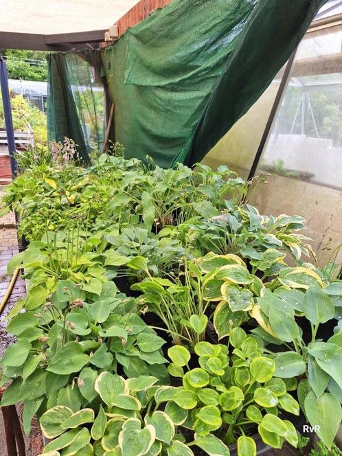 accentplant bij bonsai, Tuin en Terras, Planten | Tuinplanten, Vaste plant, Overige soorten, Halfschaduw, Zomer, Ophalen