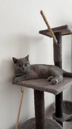 Britskorthaar kater, Dieren en Toebehoren, Katten en Kittens | Raskatten | Korthaar, Kater