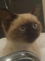 Siamees chocolat point meisje, Dieren en Toebehoren, Poes, Ontwormd, 0 tot 2 jaar