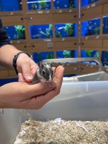 Te koop jonge lieve gerbil vrouwtjes beschikbaar voor biedingen