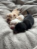 Bijzondere chihuahua mix puppies!, Dieren en Toebehoren, Honden | Chihuahua's en Gezelschapshonden, Parvo, Overige rassen, 8 tot 15 weken