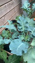 Broccoli plant stek, Ophalen of Verzenden