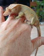 Wimpergekko vrouw, Dieren en Toebehoren, Reptielen en Amfibieën, Hagedis, 0 tot 2 jaar