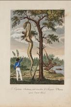 Stedman / Tardieu - Voyage a Surinam 1796 - 1799, Ophalen of Verzenden