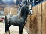Stoere Welsh A merrie, Merrie, 0 tot 2 jaar, A pony (tot 1.17m), Met stamboom
