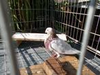 Vale doffer, Dieren en Toebehoren, Vogels | Duiven, Mannelijk, Kropper