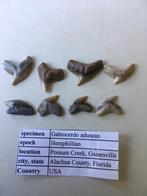 Haaientanden set (42 stuks) uit Gainesville, USA, Ophalen of Verzenden, Fossiel