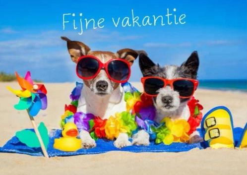 Aangeboden: betrouwbare oppas hond/kat/huis, Vacatures, Vacatures | Vakantiewerk, Overige niveaus, Starter, Overige vormen