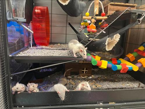 Jonge tamme ratten ( man) rechtreeks van de fokker, Dieren en Toebehoren, Knaagdieren, Mannelijk, Rat, Na 1 juli 2024, Tam