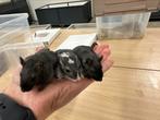 Tamme gerbils te koop!, Mannelijk, Overige typen, Na 1 juli 2024, Tam