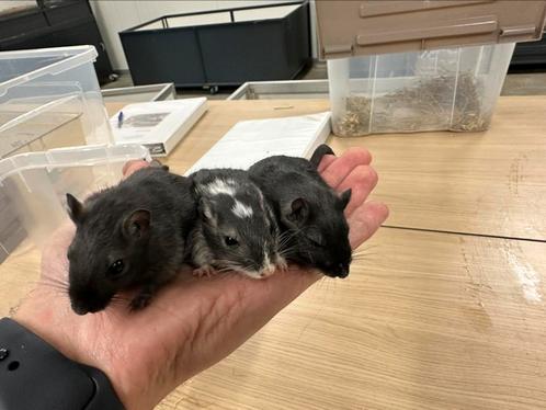 Tamme gerbils te koop!, Dieren en Toebehoren, Knaagdieren, Mannelijk, Overige typen, Na 1 juli 2024, Tam