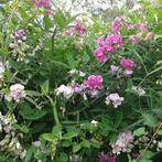 Uit de biologische moestuin, Vaste Lathyrus, licht roze,zade, Overige soorten, Volle zon, Vaste plant, Ophalen of Verzenden