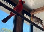 Mooi koppel rode kardinalen of losse man, Meerdere dieren, Tropenvogel, Geringd
