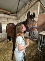 Verzorgpony gezocht!, Ophalen of Verzenden, Nieuw