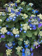 Eigen kweek prachtige hortensias, Ophalen, Zomer, Overige soorten, Halfschaduw