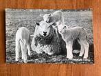 Texel. De drieling. 1960., Verzamelen, Ophalen of Verzenden, 1940 tot 1960, Gelopen, Waddeneilanden