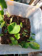 Colocasia Pink china, Tuin en Terras, Planten | Tuinplanten, Ophalen of Verzenden, Zomer, Volle zon