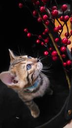 ☆Top ras☆ Bengaalse kittens met stamboom,  kampioen line, Meerdere dieren, Met stamboom