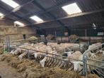 Grasland gezocht! Schapen weide, Dieren en Toebehoren