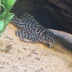 Volwassen L173b, Dieren en Toebehoren, Vis