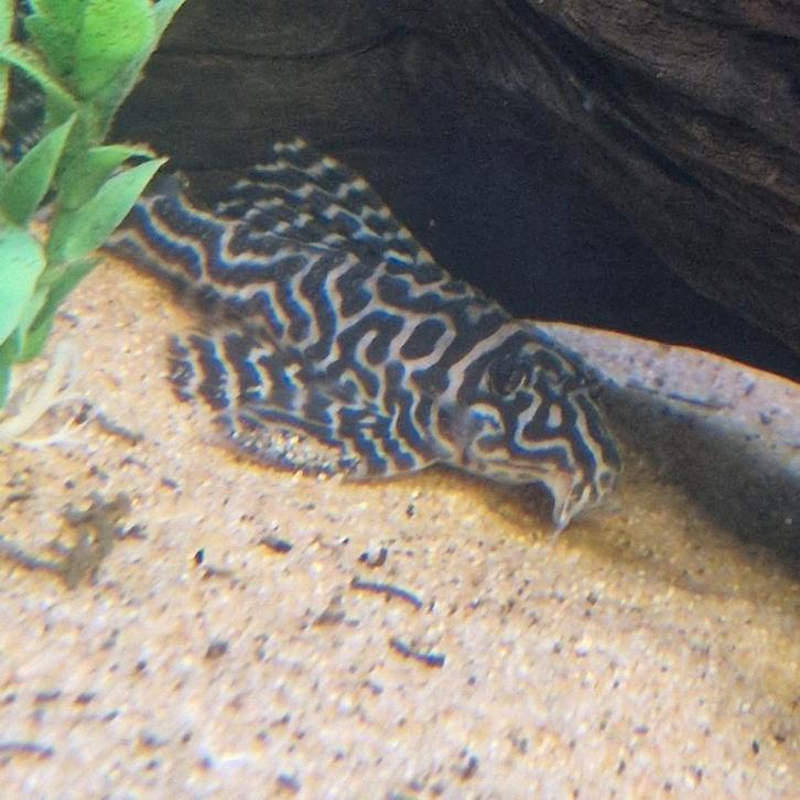 Volwassen L173b, Dieren en Toebehoren, Vissen | Aquariumvissen, Vis