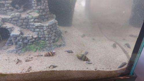 Helena slak/ slak etende slak, Dieren en Toebehoren, Vissen | Aquariumvissen, Slak of Weekdier