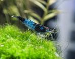 Blue-black Sushi neocaridina garnalen, Dieren en Toebehoren, Vissen | Aquariumvissen, Kreeft, Krab of Garnaal