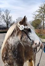 Silverdapple tinker hengst, Hengst, Minder dan 160 cm, 0 tot 2 jaar