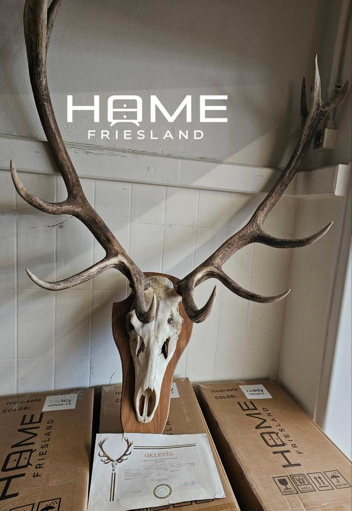 Herten schedel - Met Certificaat, Huis en Inrichting, Woonaccessoires | Wanddecoraties, Zo goed als nieuw, Ophalen of Verzenden