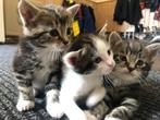 Lieve mooie kittens, Dieren en Toebehoren, Katten en Kittens | Overige Katten, Meerdere dieren, Kortharig, 0 tot 2 jaar