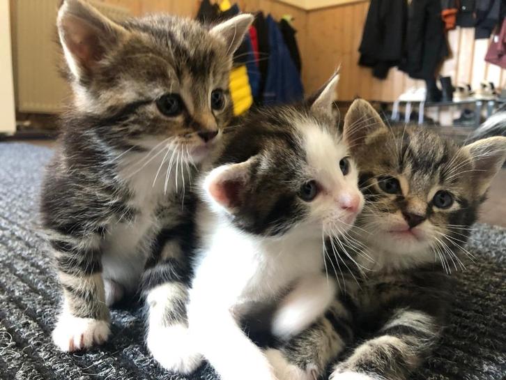 Lieve mooie kittens, Dieren en Toebehoren, Katten en Kittens | Overige Katten, Kortharig, Meerdere dieren, 0 tot 2 jaar